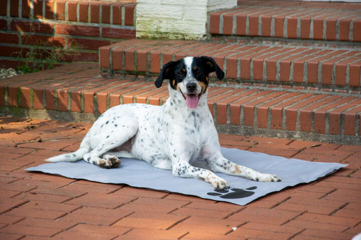 dobar Kühlmatte für Hunde mit Pfotenprint